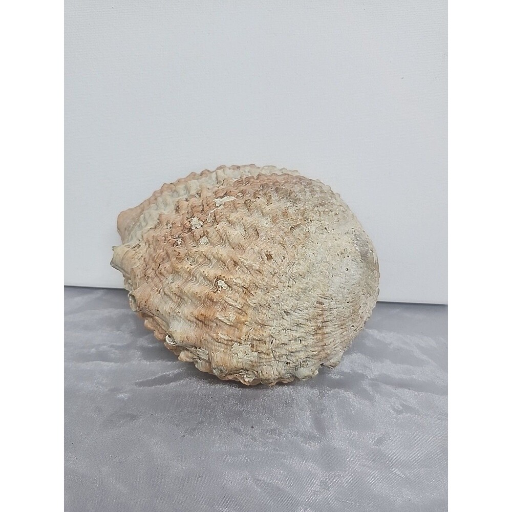6 x 5" Red Abalone Haliotis Rufescens Shell,  medium exceptianal ruffling